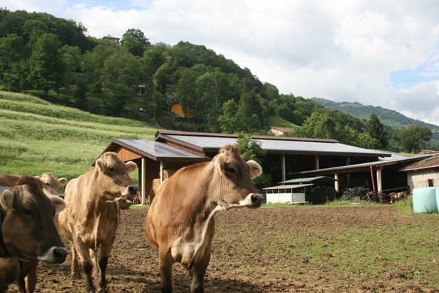 fotografie mucche con stalla in fotovoltaico azienda agricola Guerini